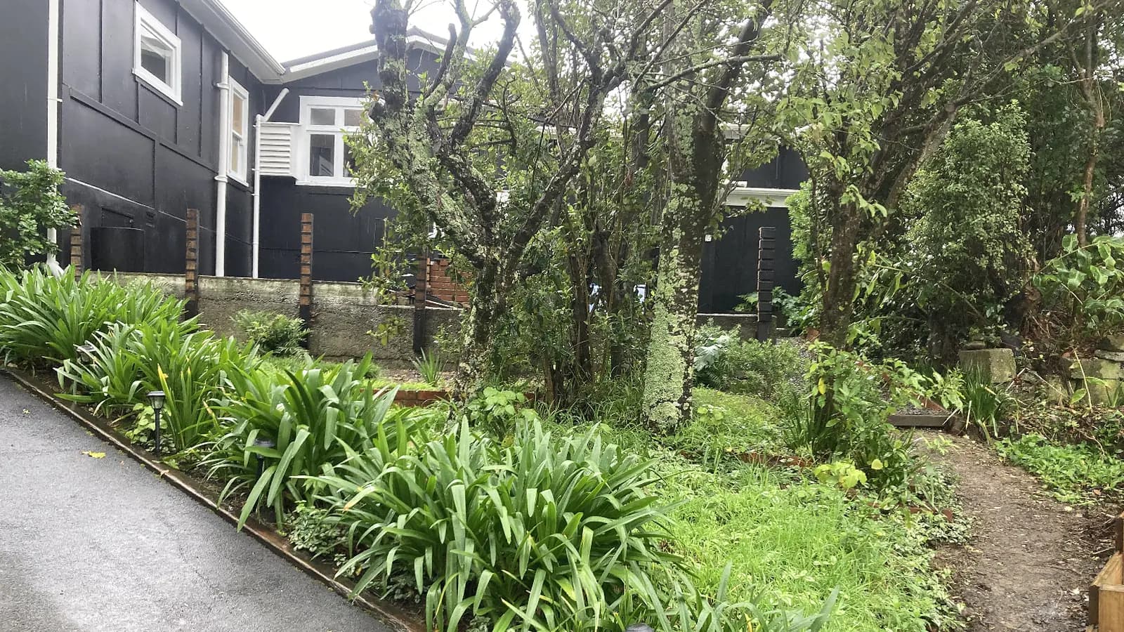 Paremata, before: an overgrown bed along the drive below a black weatherboard house